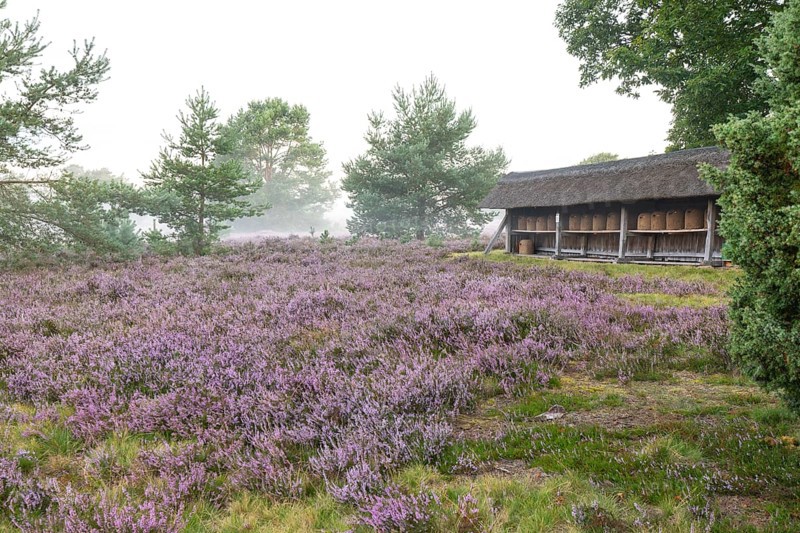 Beehives in the apiary. Morning fog at sunrise on the blooming Lüneburger Heide near Niederhaverbeck