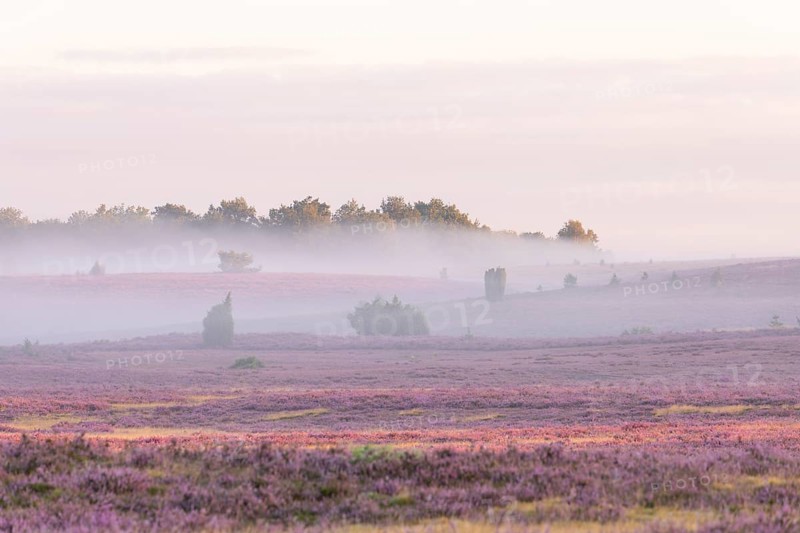 Enchanting fog - morning atmosphere in the blooming Lüneburger Heide near Niederhaverbeck