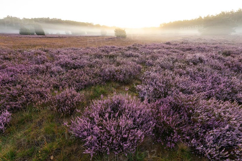 Enchanting morning atmosphere in August with fog in the blooming Lüneburger Heide near Niederhaverbeck. Wacholderheide at sunrise