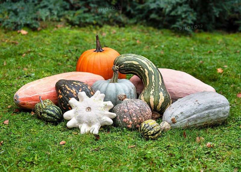 Colourful selection of pumpkins and pumpkin plants (Cucurbita spp.) arranged in various shapes, textures and sizes on green grass. Gardening and harvesting concept