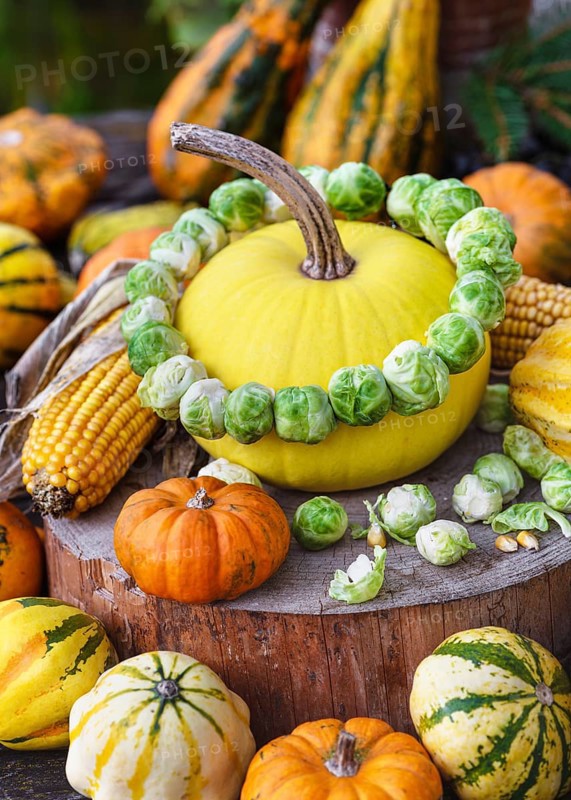 Colourful autumn still life with yellow squash decorated with a wreath of fresh Brussels sprouts surrounded by bright orange pumpkins, striped pumpkins and corn on the corn cob. Harvest or floristic concept
