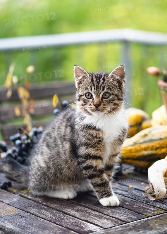Curious tabby kitten with white paws sits on a rustic wooden table, surrounded by autumn decorations and colorful pumpkins with soft lighting and a green background. (Felis catus)