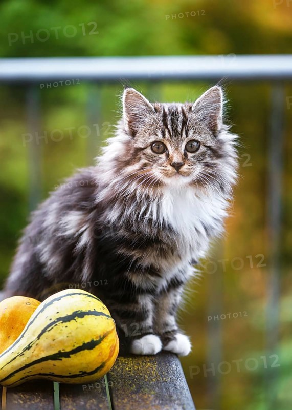 Fluffy gray white kitten sits on a wooden table next to two colorful ornamental pumpkins with soft autumn light and blurred background. (Felis catus)