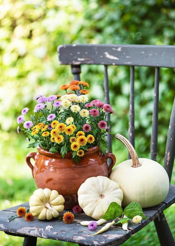 Colourful chrysanthemum flowers in a terracotta pot paired with white pumpkins on a weathered chair. Gorgeous rustic scene that captures the warmth of fall