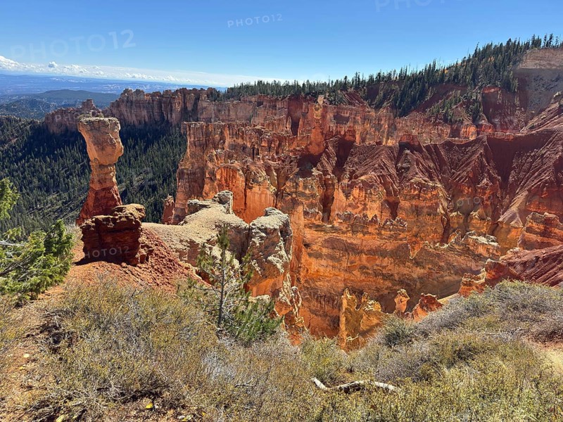 Impressive red rock walls and thick vegetation under bright, clear skies, Bryce Canyon National Park is located in southwestern Utah in the United States, characteristic rocky landscape with unique hoodoo formations, Tropic, Utah, USA
