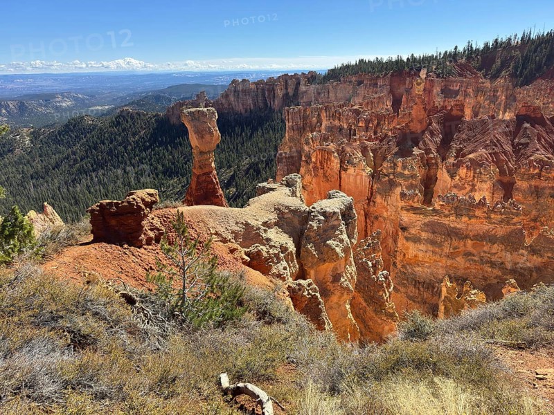 Tall stone pillars and red rocks in a spectacular canyon landscape in bright sunshine, Bryce Canyon National Park is located in southwestern Utah in the United States, characteristic red rock formation and hoodoo in a vast landscape, Tropic, Utah, USA
