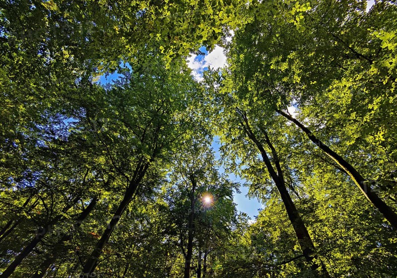 Forest landscape with view of treetops in backlight, Sonnenberg municipality, Oberhavel district, Brandenburg, Germany