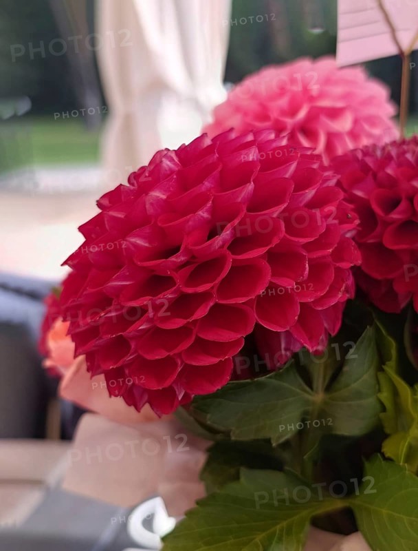 One red dahlia close up