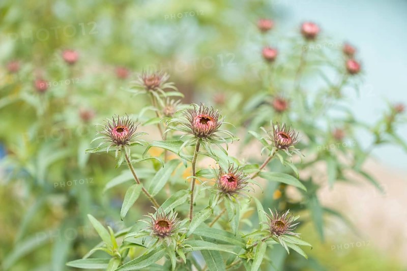 Aster amellus garden plant growing in the garden, late autumn flowers