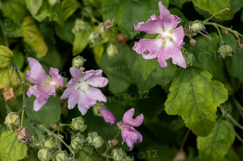 Alcea rosea, pink (common) in a city flowerbed