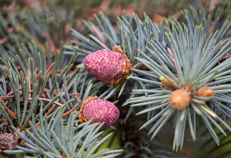 Young shoots of blue spruce, close-up, flowering period in the taiga