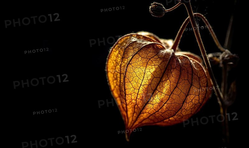 A flower with a yellow center and brown veins. The flower is surrounded by a dark background. The flower is the main focus of the image. AI generated