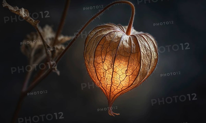 A flower with a yellow center and brown petals is shown in a dark background. The flower is the main focus of the image, and it is a beautiful. AI generated