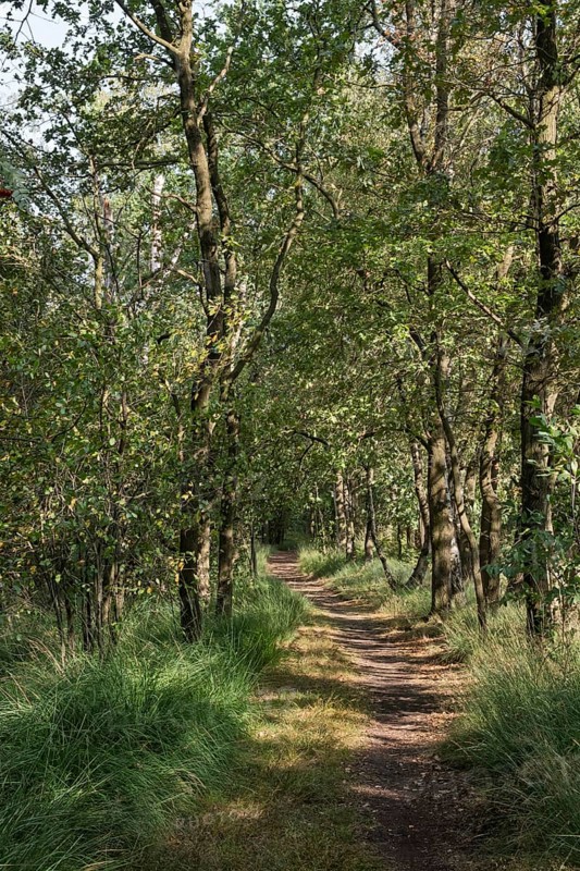 Haaksbergerveen Nature Reserve, Oberjissel Province, Haaksbergen, Netherlands