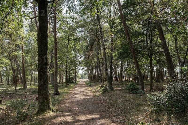 Buurserzand Nature Reserve, Haaksbergen, Oberjissel Province, Netherlands