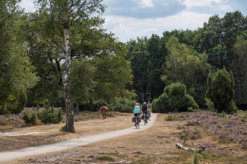Cyclists in the Buurserzand Nature Reserve, Oberjissel Province, Haaksbergen, the Netherlands