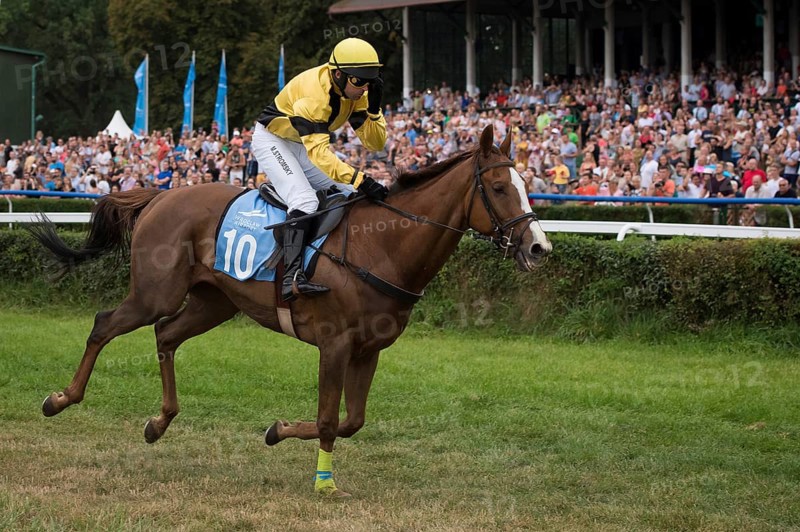 WROCLAW, POLAND - SEPTEMBER 4, 2016: Horse racing - Grand Wroclawska Prize Airport Wroclaw. In actionr M. Stromsky on horse Sergeant Thunder