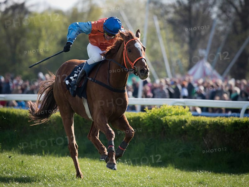 WROCLAW, POLAND - APRIL 24, 2016: International steeplechase for 4-year old horses at Racecourse WTWK Partynice. In action jockey M. Novak on a horse Tamas