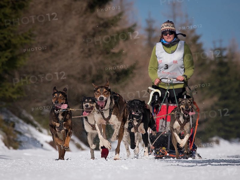 JAKUSZYCE, POLAND - MARCH 16, 2016: Jana Zetkova during International Sled Dog Race Border Rush 2016