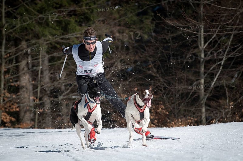 JAKUSZYCE, POLAND - MARCH 16, 2016: Edvard Schumet during International Sled Dog Race Border Rush 2016