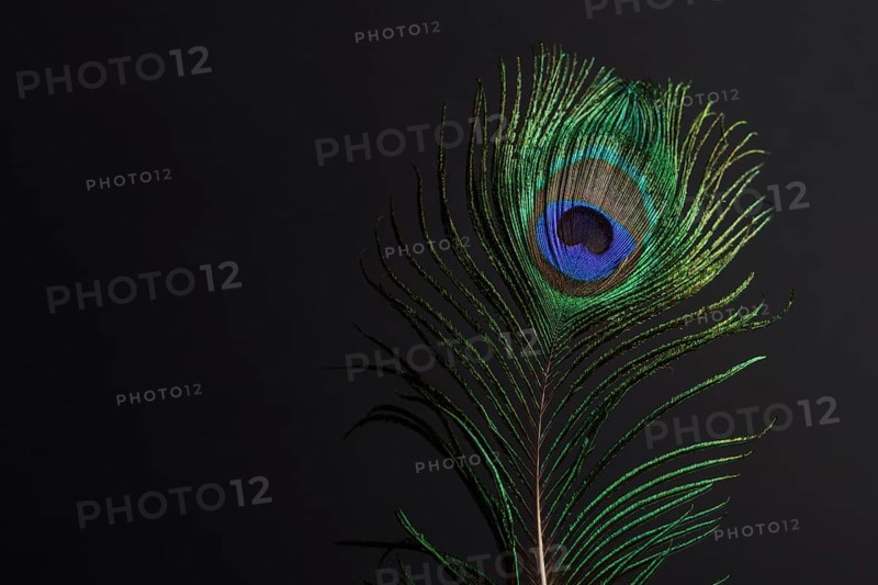 Close-up of a colorful peacock feather on a black background