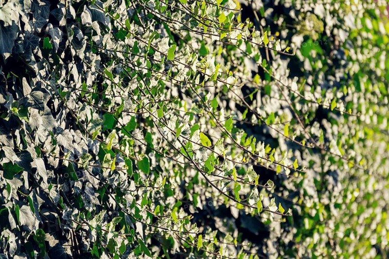 Evergreen common ivy, hedera helix crawl on the wall, english european ivy, sunny summer day, Prague, Czech republic