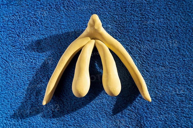 3d printed female sex organ clitoris for human anatomy lessons