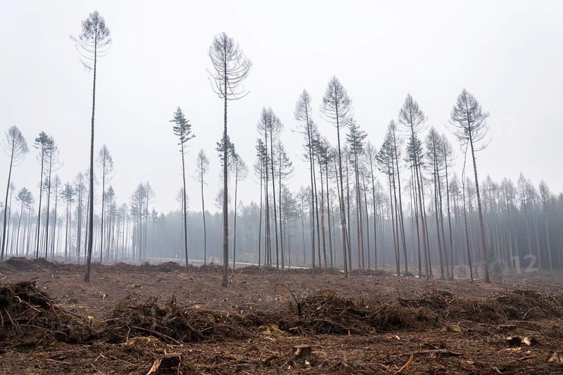 Glade or forest clearing with solitary larch and pine trees at bark beetle calamity area, spruce timber crisis, foggy day Prague Czech republic