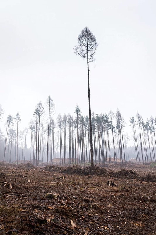 Glade or forest clearing with solitary larch and pine trees at bark beetle calamity area, spruce timber crisis, foggy day Prague Czech republic
