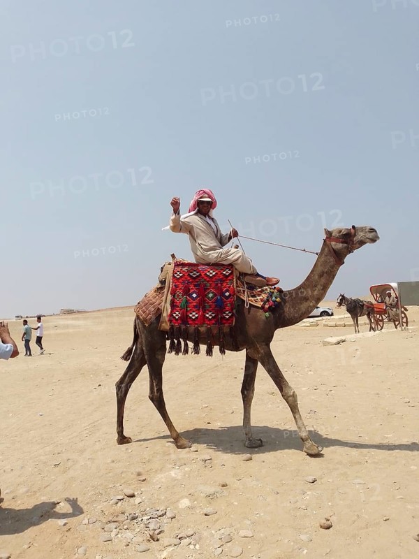 A photogenic Bedouin on a camel poses for tourists near the Great Pyramids of Giza, in the sands of the Sahara Desert. A horse-drawn cart carrying tourists, travelers, and adventurers can be seen in the background. Cairo, Egypt