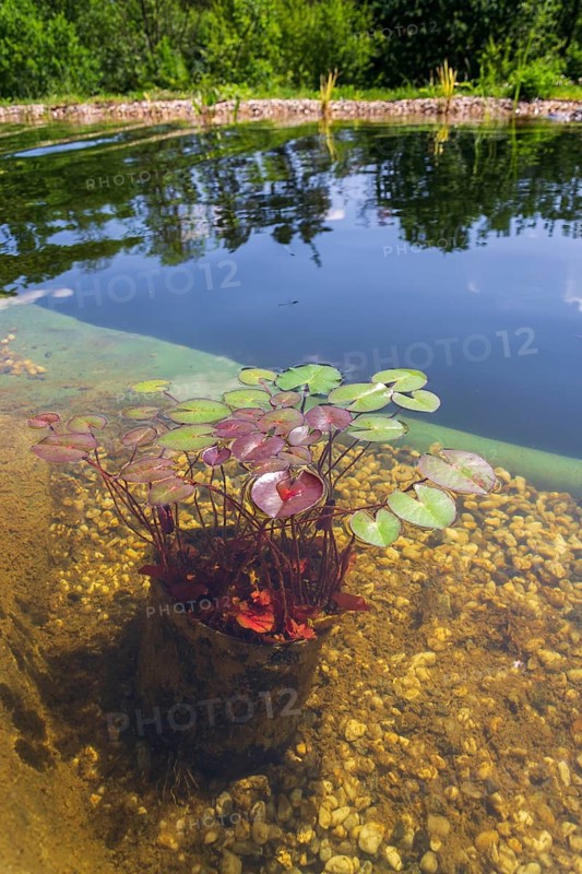 Plants used at natural swimming pool for filtering water without chemicals Prague Czech republic