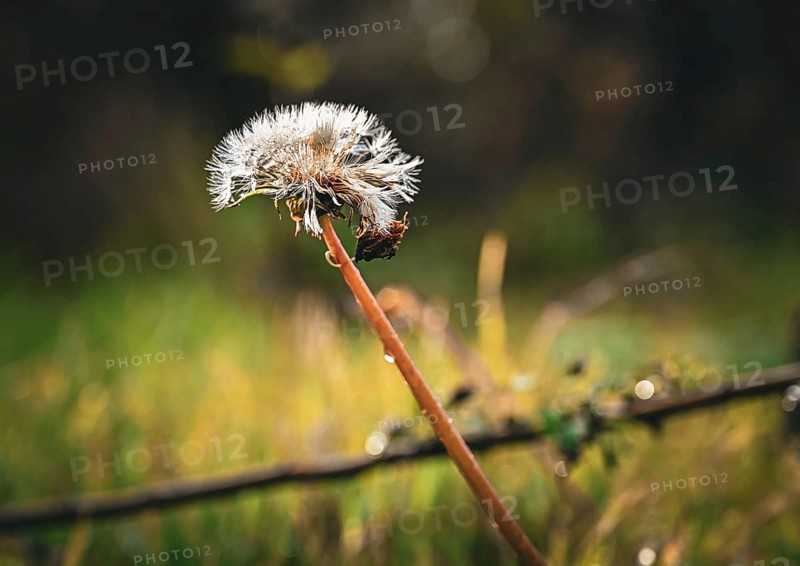 Dandelion (Taraxacum) in autumn in Leegebruch, Brandenburg, Germany
