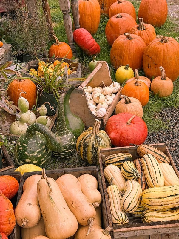 A group of Autumn pumkins and gourds exhibited at the Hudac Farm Stand, in Saint Albans, Vermont, New England, USA