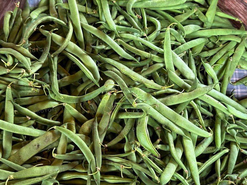 A group of peas exhibited at the Hudac Farm Stand, in Saint Albans, Vermont, New England, USA