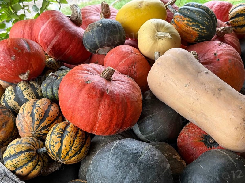 A group of Autumn pumkins and gourds exhibited at the Hudac Farm Stand, in Saint Albans, Vermont, New England, USA