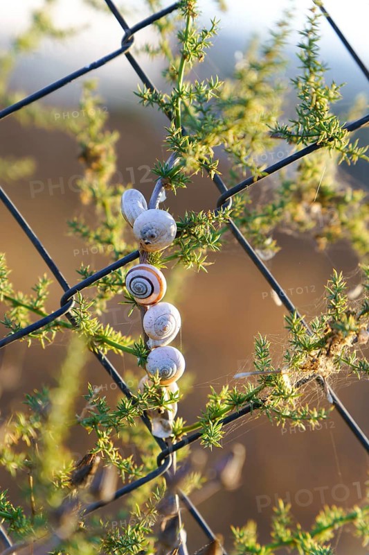 Ronda, malaga, spain Snails clustered on a plant wrapped around a chain link fence, estivating in the warm outdoor environment