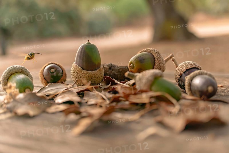Ronda, malaga, spain Acorns on a wooden surface surrounded by dried oak leaves, with a wasp hovering above in an outdoor autumn setting