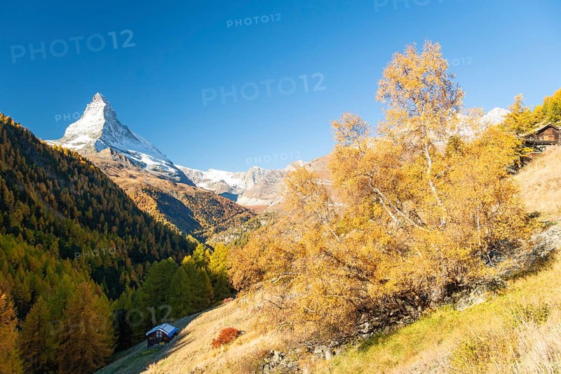 Matterhorn Mountain and Yellow Birch Tree in Autumn on Sunny Day. Fall Colors. Swiss Alps. Valais, Switzerland