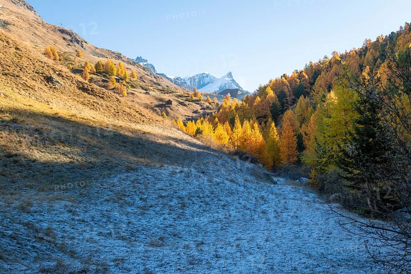 Snow-Capped Mountain, Frost on Slope and Yellow Golden Larches in Autumn on Sunny Day. Fall Colors. Swiss Alps. Valais, Switzerland