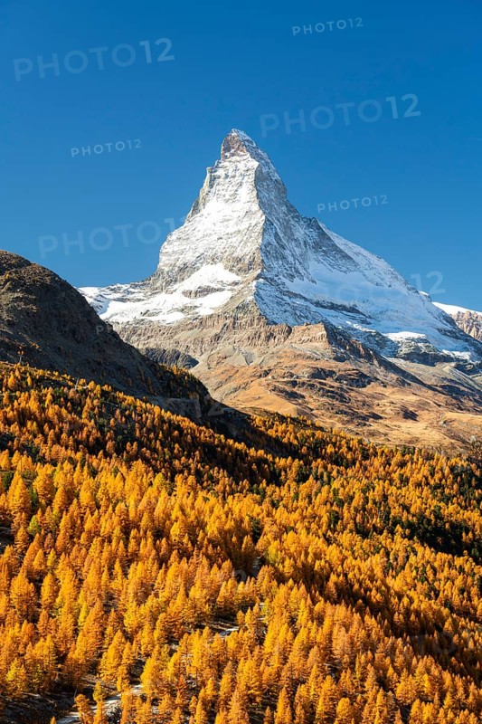 Matterhorn Mountain and Yellow Golden Larches in Autumn on Sunny Day. Fall Colors. Swiss Alps. Valais, Switzerland