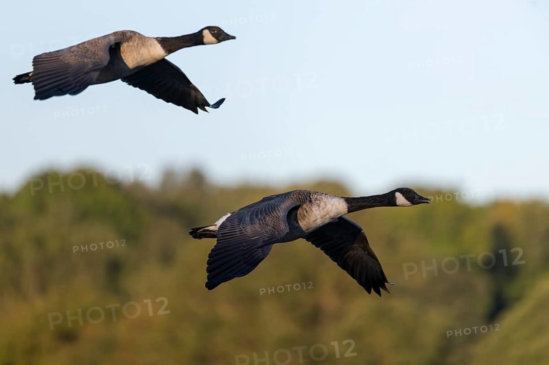 Canada goose, Bitburg, Rhineland-Palatinate, Germany