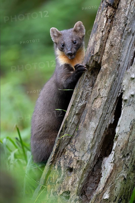 European pine marten (Martes martes), Bitburg, Rhineland-Palatinate, Germany