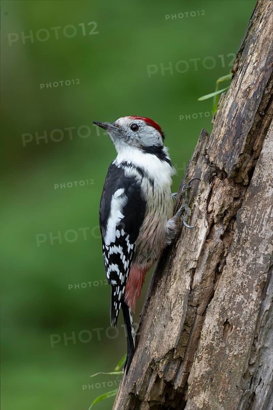 Middle woodpecker (Dendrocopos medius), Bitburg, Rhineland-Palatinate, Germany