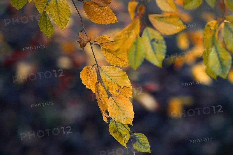 Softly lit yellow-orange leaves hang on branches with a blurred background, Nettetal