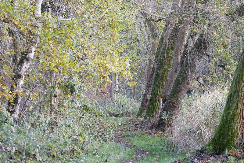 A tree-lined path leads through an autumnal forest, Nettetal