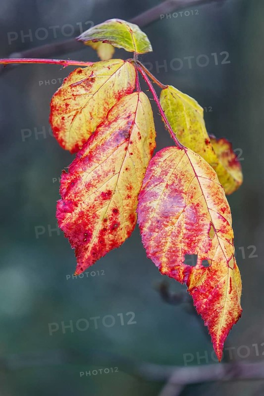 Close-up of red and yellow autumn leaves on a branch, Nettetal
