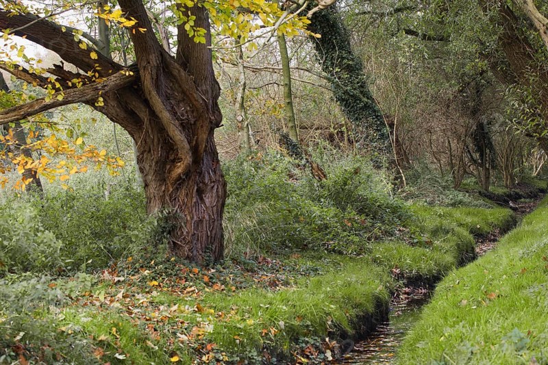 A huge tree with autumn leaves stands on a winding river, Nettetal