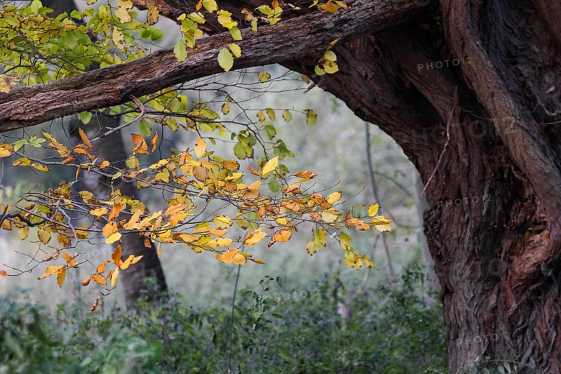 A branch with yellow leaves juts into a green, natural environment, Nettetal