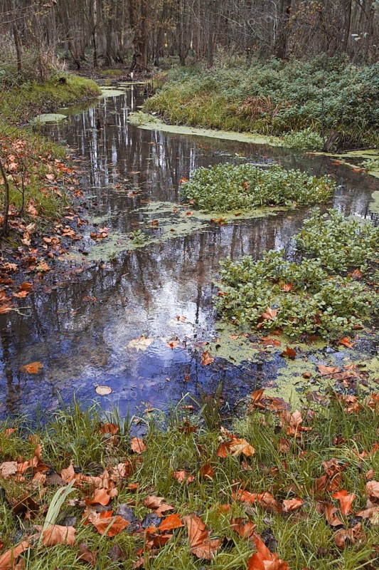 A small stream lined with autumn leaves snakes through the forest, Nettetal