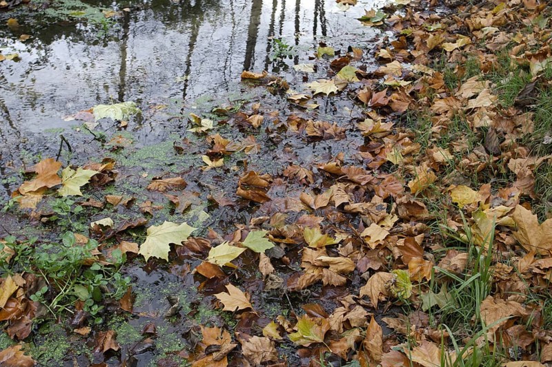 Autumn leaves float on a puddle of water in a natural forest setting, Nettetal